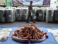 A member of a wildlife personnel team walks past containers with seized ivory tusks before the ivory was destroyed at the Kualiti Alam Waste Management centre in Port Dickson on April 30, 2019.  Mohd RASFAN / AFP