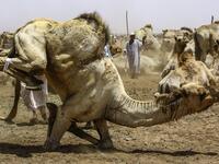 A camel struggles with bondage rope at El-Molih camel market west of the Sudanese capital's twin city of Omdurman  ASHRAF SHAZLY / AFP