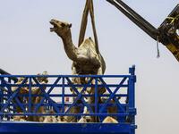 A mobile crane lifts a camel to be loaded into a waiting truck headed to the border with Egypt where the animal was meant to be sold, at El-Molih camel market west of the Sudanese capital's twin city of Omdurman  ASHRAF SHAZLY / AFP