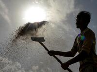 An Indian labourer uses a shovel to separate wheat grains from the husk at a local distribution point on the outskirts of Amritsar on April 30, 2019, on the eve of the International Labour Day celebrated on May 1.  NARINDER NANU / AFP