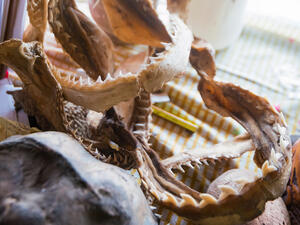 (Shutterstock/ File Photo)