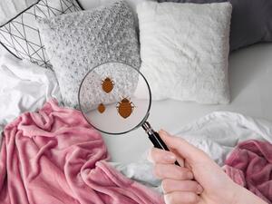 أن بق الفراش يعيش في المناطق النظيفة والقذرة لكن التنظيف المنتظم سيساعد في القضاء عليها 