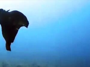 Aplysia depilans (Twitter)