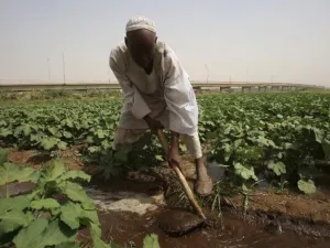 Saudi Arabia and the United Arab Emirates have pledged to donate 50,000 tons of agricultural aid to Sudan. (AFP)