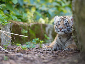  Bengal tigers (Shutterstock)	