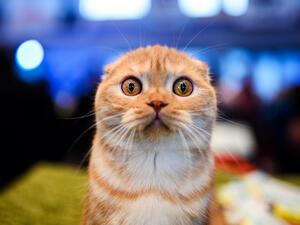 (Shutterstock/ File Photo)