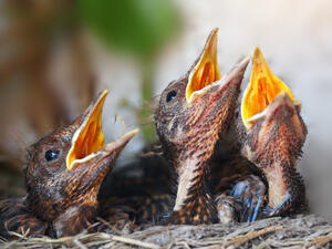 (Shutterstock/ File Photo)