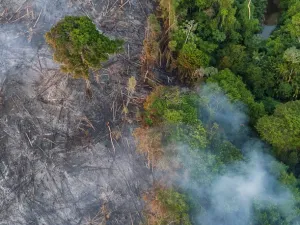 The Amazon forest is burning in Brazil (Twitter)