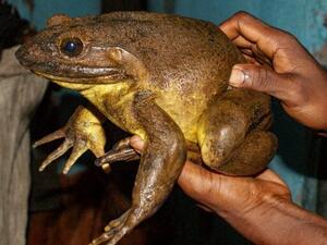 The world’s biggest frogs (Twitter) 
