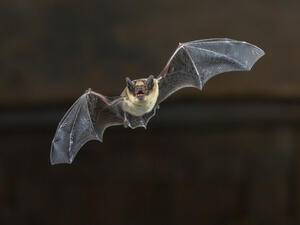 (Shutterstock/ File Photo)