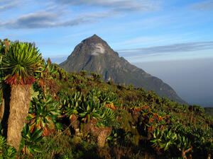 Rwanda’s national parks (Shutterstock) Rwanda’s national parks (Shutterstock)