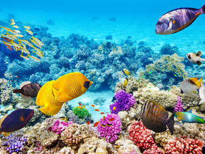 (Shutterstock/ File Photo)