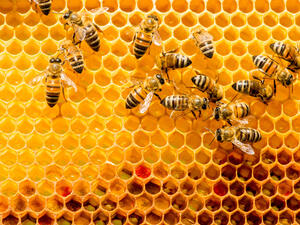 (Shutterstock/ File Photo)