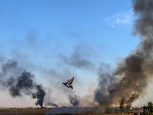 Smoke rises from the Syrian town of Tal Abyad, in a picture taken from the Turkish side of the border where a pigeon is seen in Akcakale (AFP)