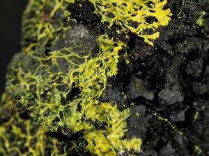 The blob was named after a 1958 science-fiction horror B-movie (Twitter)