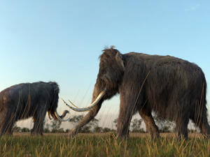 An illustration of a group of Woolly Mammoths. (Shutterstock/ File Photo)