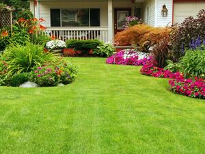 لا تسرع في اقتلاع أي شجرة يمكن أن توفر لك المزيد من الخصوصية لا تسرع في اقتلاع أي شجرة يمكن أن توفر لك المزيد من الخصوصية