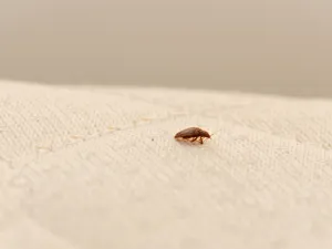 ينصح بوضع القرنفل أو ورق الغار على الجزء العلوي من طعامك وحول العبوات لإبقاء هذه الكائنات بعيدةً عن خزانتك