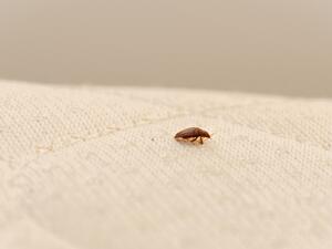 ينصح بوضع القرنفل أو ورق الغار على الجزء العلوي من طعامك وحول العبوات لإبقاء هذه الكائنات بعيدةً عن خزانتك ينصح بوضع القرنفل أو ورق الغار على الجزء العلوي من طعامك وحول العبوات لإبقاء هذه الكائنات بعيدةً عن خزانتك