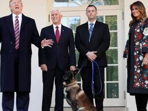  الكلب كونان مع ترامب