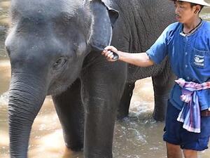 An elephant is tugged along by a worker at the Thai camp where calves endure horrific 'training' to perform for tourists. (Video Screenshot/ Daily Mail)