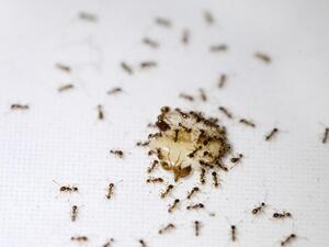 ماذا تعني رؤية النمل في منزلك؟