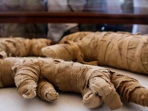 23 November 2019, Egypt, Giza: Mummified statues that was found inside a cache, on display at the Saqqara necropolis. (Photo: Samer Abdallah/dpa)