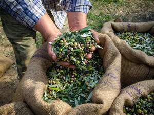 Agriculturist keeps in his hands some of the harvested fresh olives for olive oil production. (Shutterstock/ File Photo)