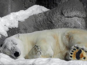 Animal hibernate (Shutterstock)	