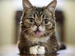 Lil Bub (Twitter)