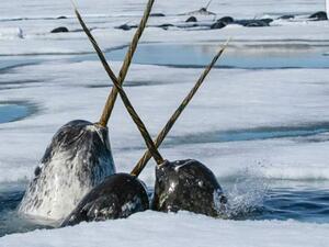 Narwhals  (Twitter)