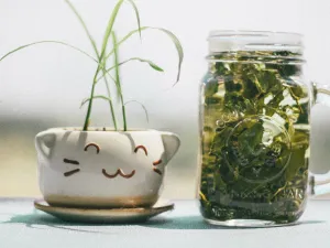 اصنعيه بنفسك: تونر الشاي الأخضر