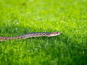 (Shutterstock/ File Photo)