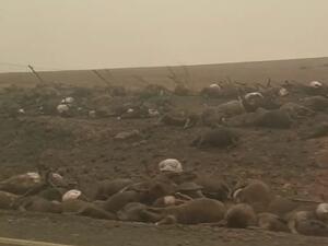 The burnt bodies of hundreds of animals line the road into the small town of Batlow, New South Wales, which was one of the worst hit areas by bushfires overnight (Instagram)
