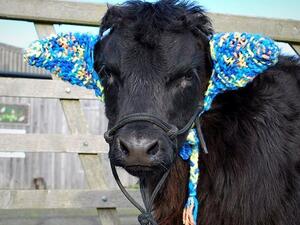 The calf, called Barney, was one of two Welsh black cattle twins to be born at The Bug Farm near St David's, Wales, in September. Now, at five months old, he has become a star after modelling a pair of ear-muffs to help him fend off pneumonia (Dailymail)