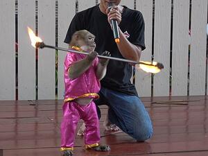 A monkey was also shown wearing a purple suit and spinning a flaming stick during the show. (Viral Press)