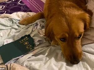 A woman who planned to visit Wuhan earlier this month has thanked her dog for chewing up her passport and scuppering her trip to the coronavirus-hit city. (Facebook)