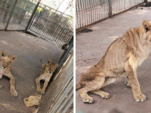 Lions Starving in a Sudanese Zoo Outrage Social Media and Prompt Calls to Rescue Them