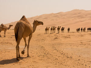 (Shutterstock/ File Photo)