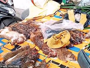 It is claimed to be an 'extreme market', selling an array of animals including snakes, bats and possums. (Travel Voyage YouTube)