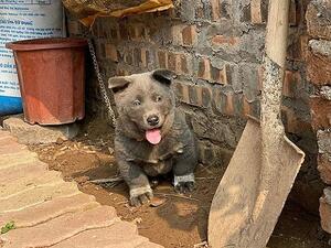 The pup is a friendly one and loves to play with two furry friends that the family also look after (pictured). (Facebook)