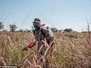 A soldier of the Uganda Peoples Defence Forces spray plants where the locust swarms will land with insecticides, with the hopes of killing the locusts, in Otuke. AFP