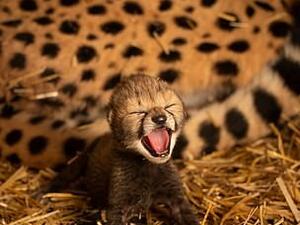 Eggs from both females were extracted and fertilized in a Columbus Zoo laboratory using thawed semen originally collected in February 2019 from two cheetahs: a male from Fossil Rim Wildlife Center and another from SCBI. Pictured are the baby cubs (Dailymail)