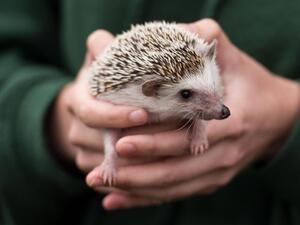 Hedgehogs are at risk in Britain following Brexit. AFP