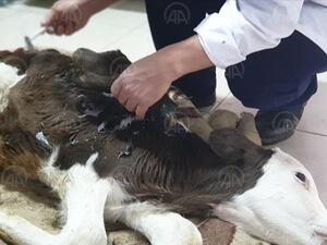 Newborn calf with six limbs  (Twitter)