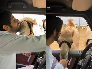 Sheikh Hamdan bin Mohammed bin Rashid Al Maktoum posted a video on Instagram of the hilarious moment he called over his camels as he sat in his Mercedes. (Video Screenshot)