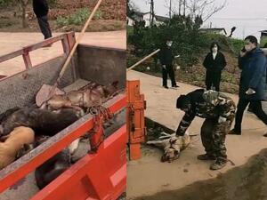 Officials of Peng'an, China, started to cull pets from Monday, activists claimed. (Daily Mail)