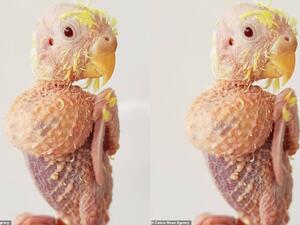 Coco has psittacine beak and father disease, more commonly known as PBFD, a highly contagious viral disease that stops a bird's feathers from growing. (Caters News Agency)