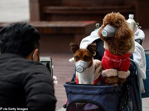 A man takes photos of dogs wearing masks in a stroller in Shanghai last week. While there is no evidence domestic animals such as dogs and cats can catch the virus or transmit it to humans, Hong Kong officials have ordered pets of infected people to be quarantined for 14 days. AFP