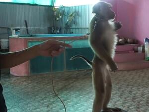 Footage shows the monkey standing on a stool and wearing a metal collar  (Dailymail)